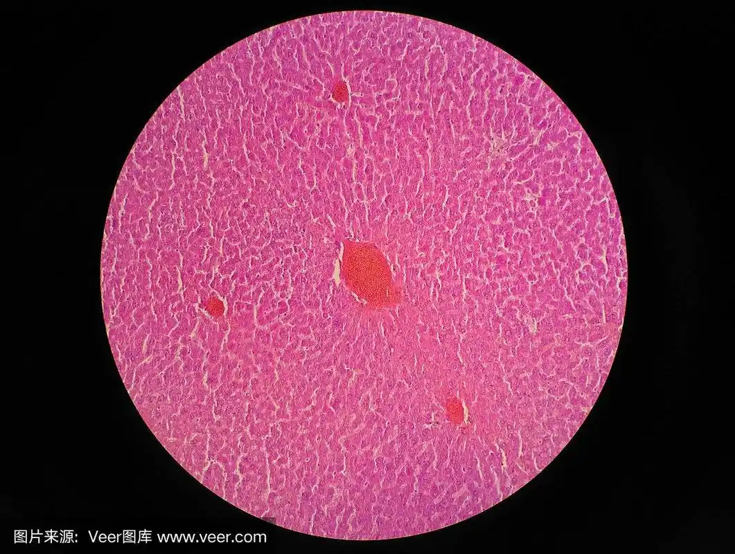 显微镜下观察人体肝脏组织