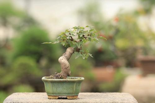 三角枫盆景小品一手托国产培育粗2cm新手入门枫树顺丰包邮