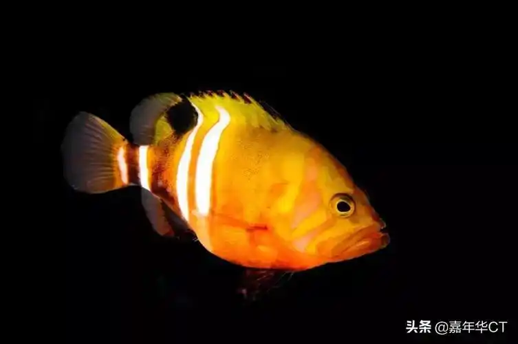 世界上最昂贵的10种观赏鱼