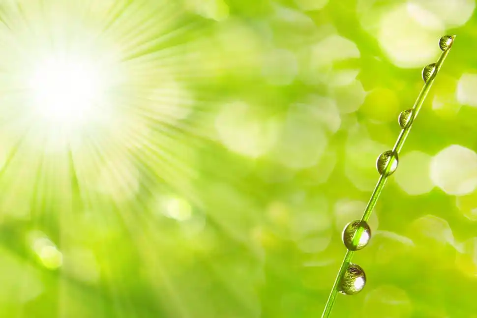 在清晨的春天草地上新鲜晨露.阳光灿烂的日子的概念.自然背景.