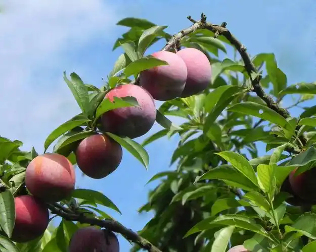 胭脂李.章之.  摄