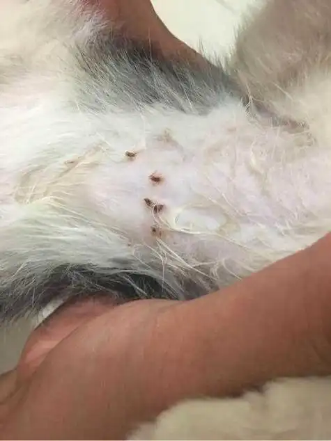 猫咪身上长跳蚤图片