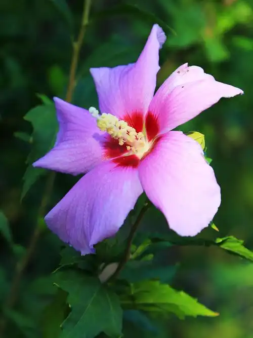 赏木槿花开 美醉了