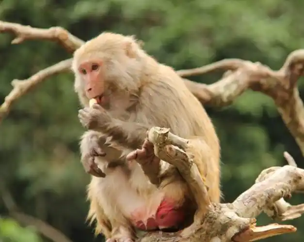 猕猴_景区_猴子