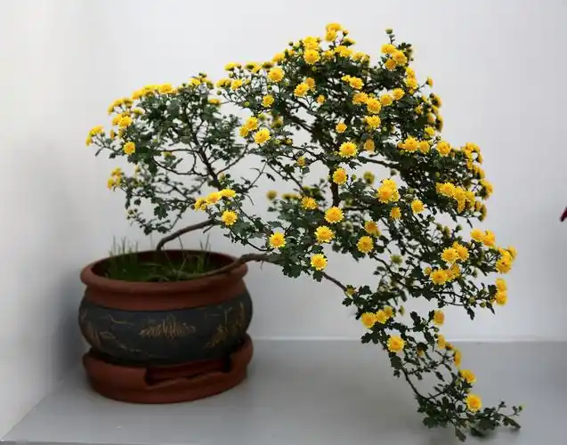 部分造型别致的菊花盆景