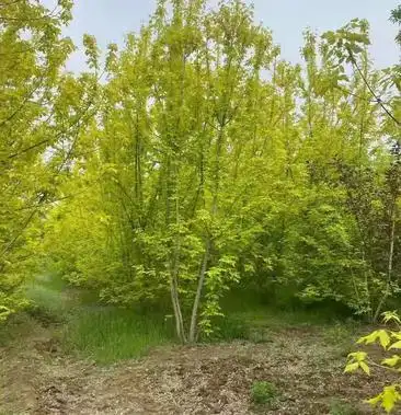 [枫树批发]丛生金叶复叶槭价格1600.00元/棵 - 一亩田