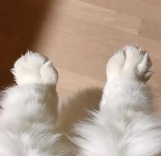 猫咪头像可爱猫爪