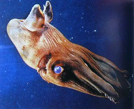 吸血鬼乌贼 - 以观沧海 - 一帆风顺