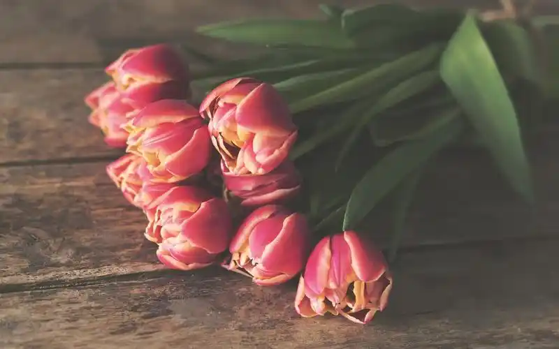 粉红色的花朵,郁金香 壁纸 - 1680x1050