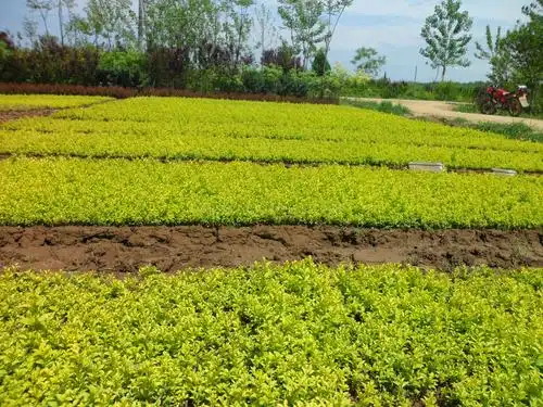 金叶女贞小苗_产品展示_红叶小檗,黑松,金叶女贞,胶东卫矛,栾树,国槐