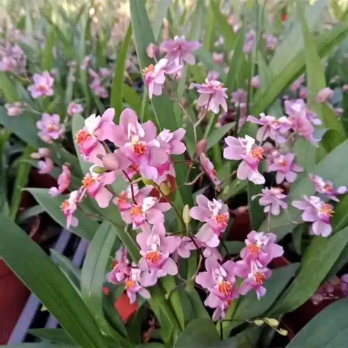 花卉四季开花植物盆栽香味香水兰花带花苞 白色花梦香(现在不带花) 不