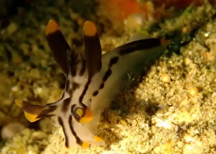 白皮卡丘海兔(海蛞蝓),thecacera picta_卡丘白_海富瑜