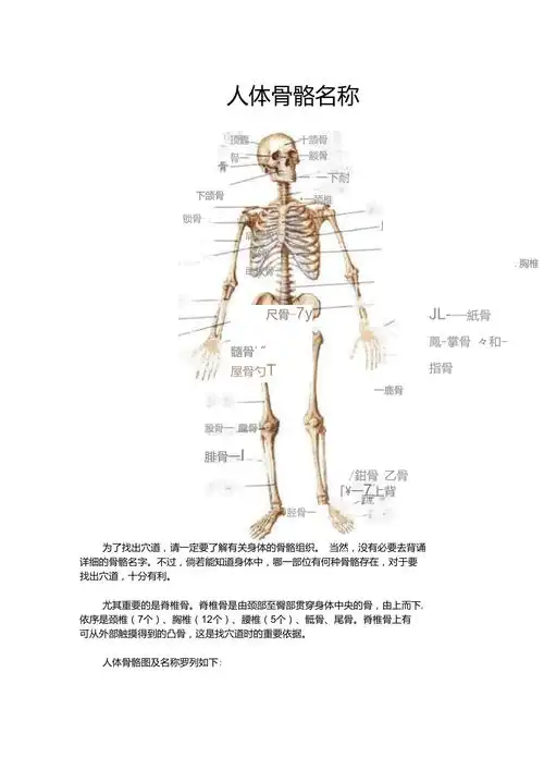人体骨骼名称