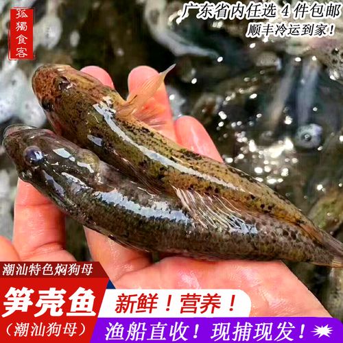 潮汕狗母鱼 九母鱼 笋壳鱼新鲜海鲜鲜活海鱼 海捕鱼类潮州海鲜