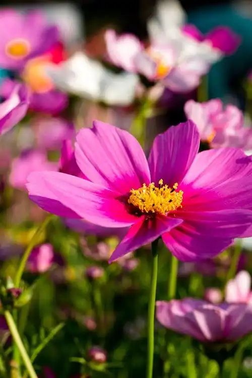 大自然,花,植物