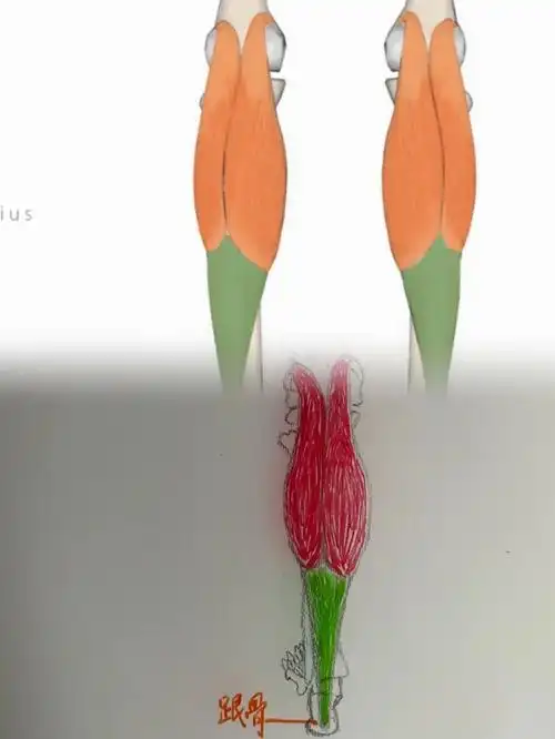 82:腓肠肌起点:内侧头:股骨内上髁,外侧头:股骨外上髁止点:跟骨结节