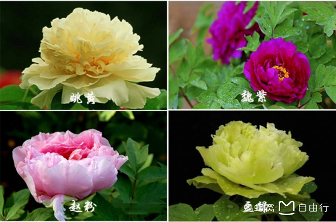牡丹四大名品