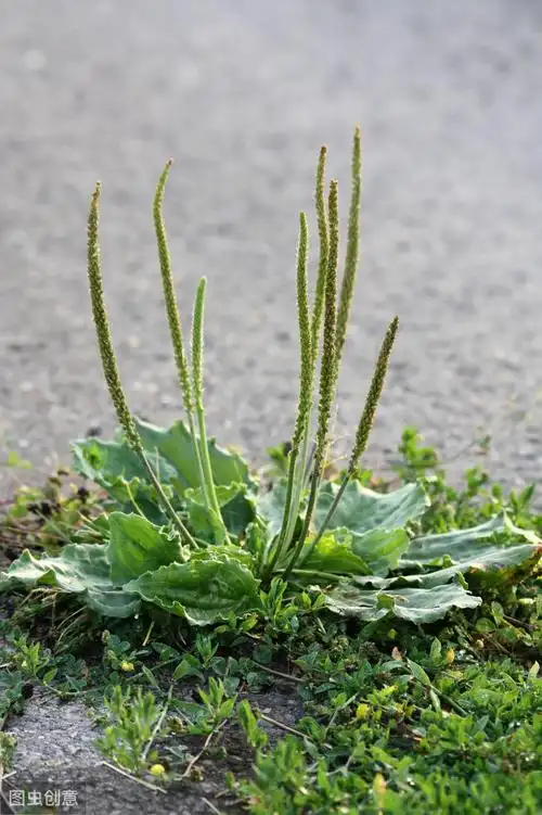 车前子-中药知识