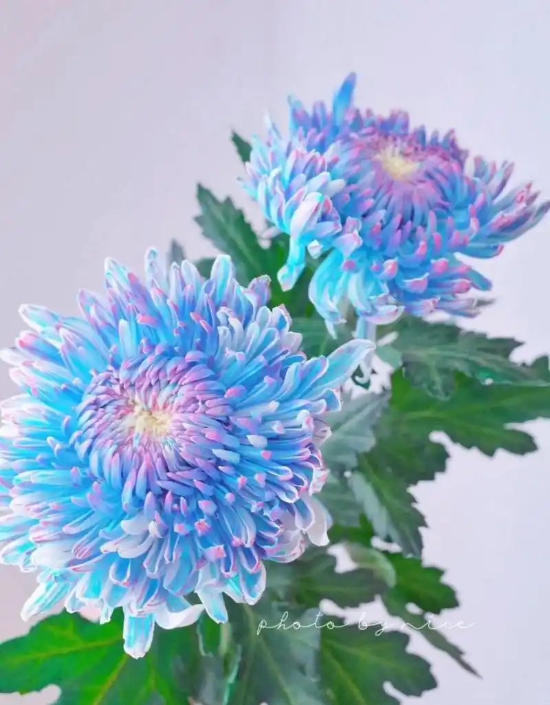 牡丹菊"星空" 牡丹菊和牡丹花的外形类似,是一种长的像牡丹的菊花.