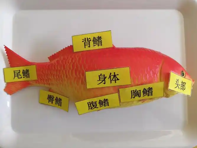 万科鑫宇樱桃班蒙特梭利科学文化领域动物学《认识鱼的各部位名称》