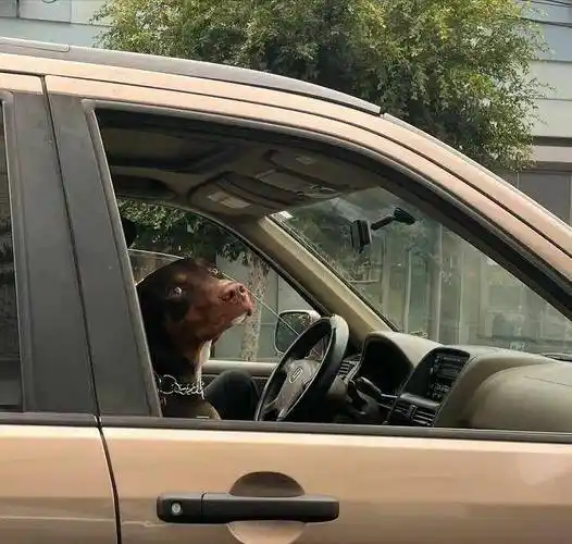 "没戴眼镜出门,和邻居唠了半天才发现那是他的狗……"_be_什么_北极