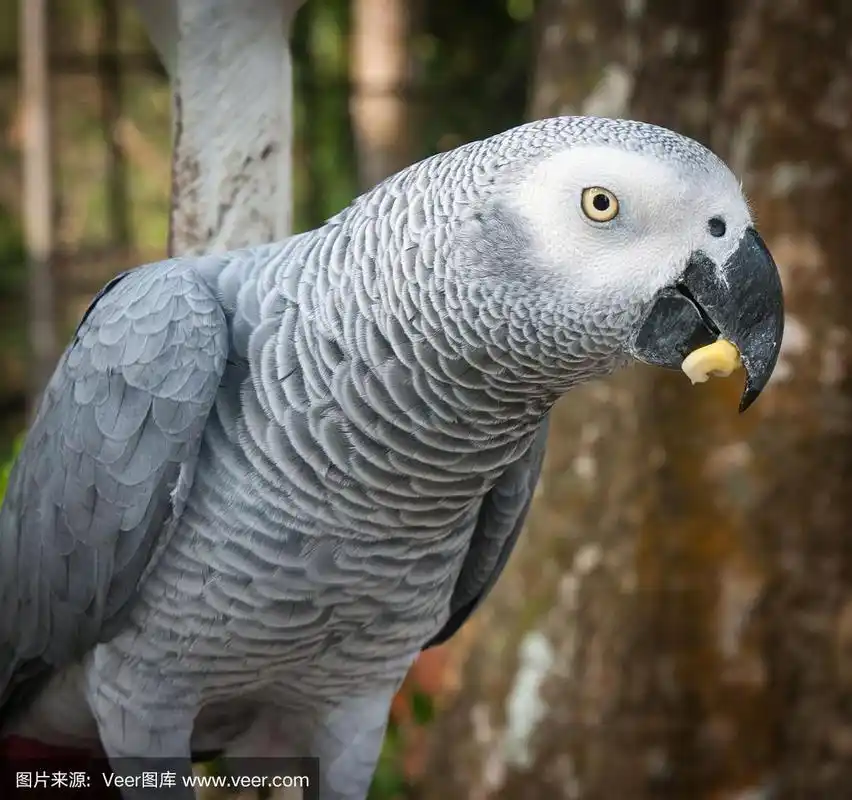 图为泰国苏梅岛一只灰色的大鹦鹉