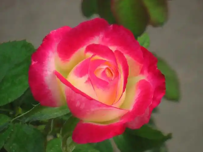 红双喜月季种植经验分享