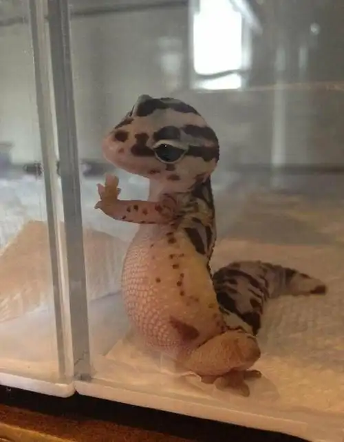 日本一位推主分享了一张自家壁虎"壁咚照",这只可爱的小动物一手靠在