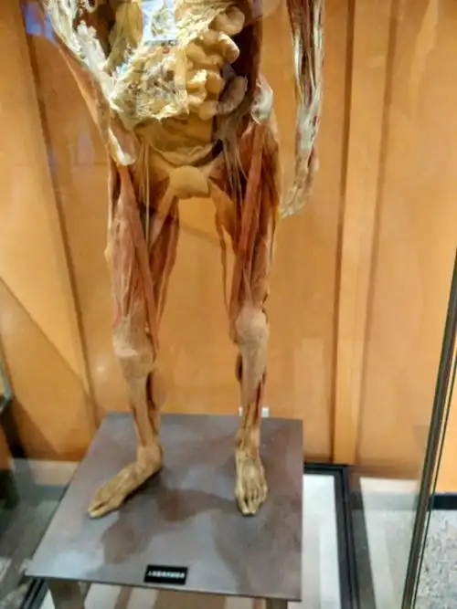 写美篇去博物馆玩,博物馆人真多哦 不过去自然博物馆的走进人体还是蛮