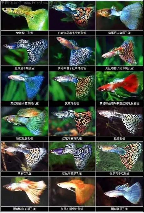 请问孔雀鱼怎么杂交?