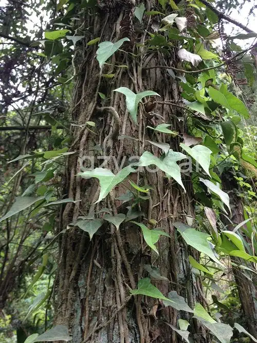 贵州药材 爬岩风 三角枫 三角风 统货 野生