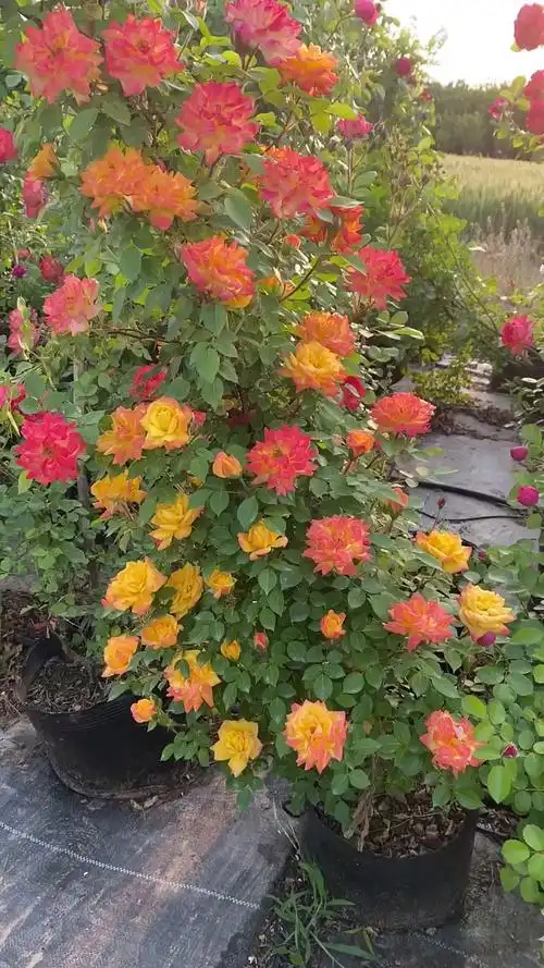 藤彩虹藤本月季开花彩色花量多花期长多季循环开花-度小视