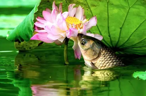 【荷塘情趣】之鱼"吻"莲花