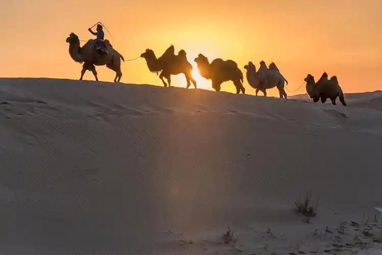 中国内蒙古夕阳下的沙漠骆驼队