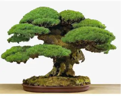 庭院十大吉祥树1