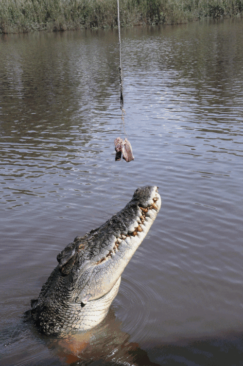 8个鳄鱼冷知识眼泪是为了保护眼睛才不是伪善呢