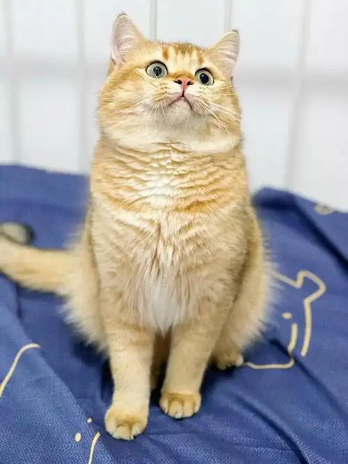 n11色双血统带证金渐层公猫配种