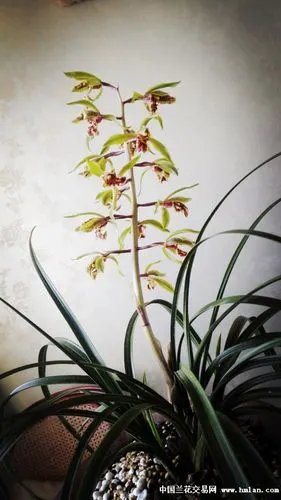 2015年蕙兰大叠彩