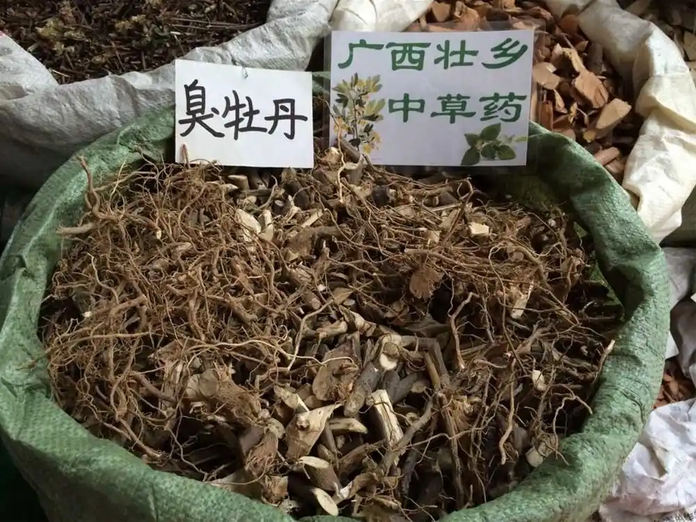 广西壮乡中草药 野生 臭牡丹 臭八宝 臭枫草 臭珠桐 产地 广西柳州