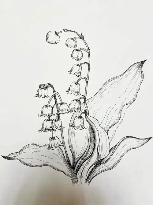 针管笔临摹铃兰