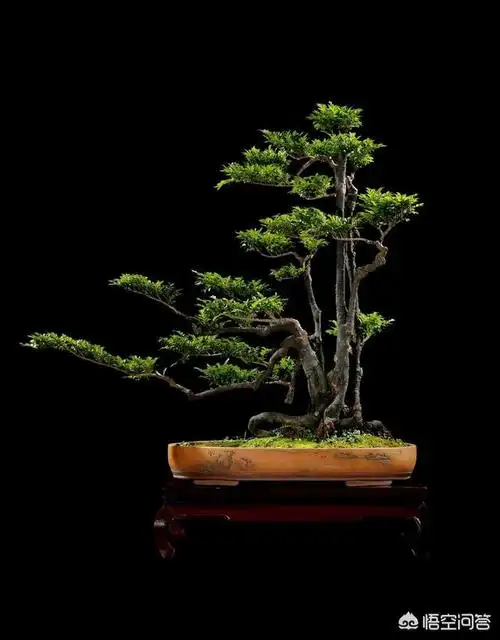 盆景飘枝制作流程(怎么让枝干快速发芽)_浮光掠影知识网