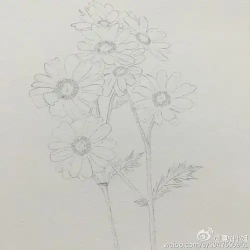 小雏菊彩铅简笔画