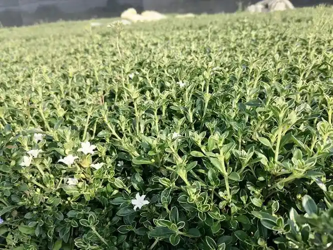 六月雪图片(六月霜全草图片)