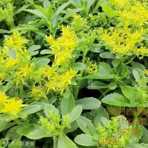 云南白药盆栽绿植室内美化好养易活可食用去甲醛净化空气开花绿