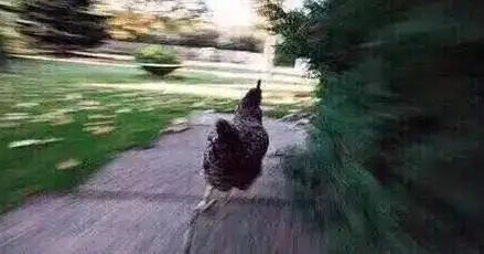 奔跑的公鸡表情包无水印版