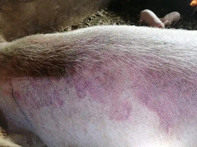 哺乳母猪皮肤红片朵