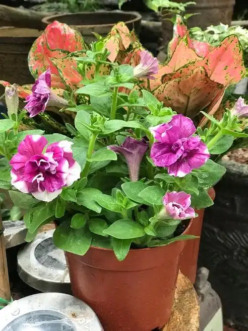 重瓣矮牵牛,它们真的很美!