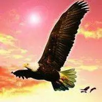 微信头像雄鹰展翅大全【点击鼠标右键下载】
