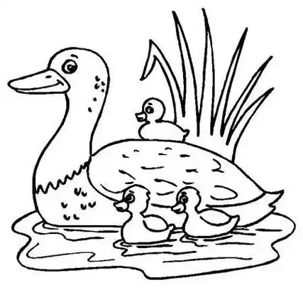 小鸭简笔画 小鸡简笔画