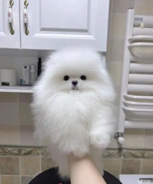 博美犬优质好贴,值得一看打电话高品质阿拉斯加幼犬,个人转让出售纯种